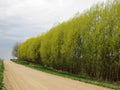 25 Austree Hybrid Willow Cuttings – Salix matsudana × alba Fast-Growing Privacy Trees for Hedges, Windbreaks & Landscaping