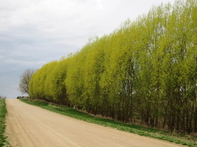 25 Austree Hybrid Willow Cuttings – Salix matsudana × alba Fast-Growing Privacy Trees for Hedges, Windbreaks & Landscaping
