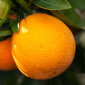 Navel Orange Cuttings (Citrus sinensis) 6–8 Inch Unrooted Organic Scion Wood for Rooting & Grafting