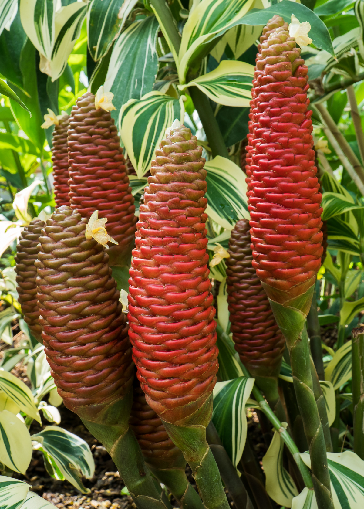 Awapuhi Shampoo Ginger (Zingiber zerumbet)