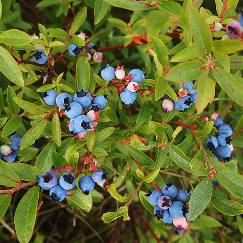 Blueberry Plants – 5 Live Rooted Bushes, High Yield Edible Berries, Cold Hardy, Non-GMO, Suitable for Garden or Container Planting