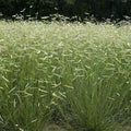 Blue Grama Grass Seeds – Drought-Tolerant Native Prairie Grass, Bouteloua gracilis, Low-Growing Clumping, 100 Seeds