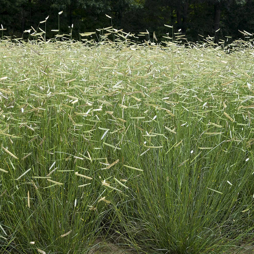 Blue Grama Grass Seeds – Drought-Tolerant Native Prairie Grass, Bouteloua gracilis, Low-Growing Clumping, 100 Seeds