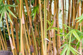 Bambusa Alphonse Karr Clumping Bamboo | Golden Hedge Variety | Live Division for Privacy Screen & Windbreaks | Fast-Growing, Non-Invasive