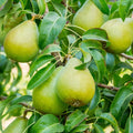 10 Bartlett Pear Tree Cuttings – Unrooted Scion Wood for Grafting & Propagation – Pyrus communis