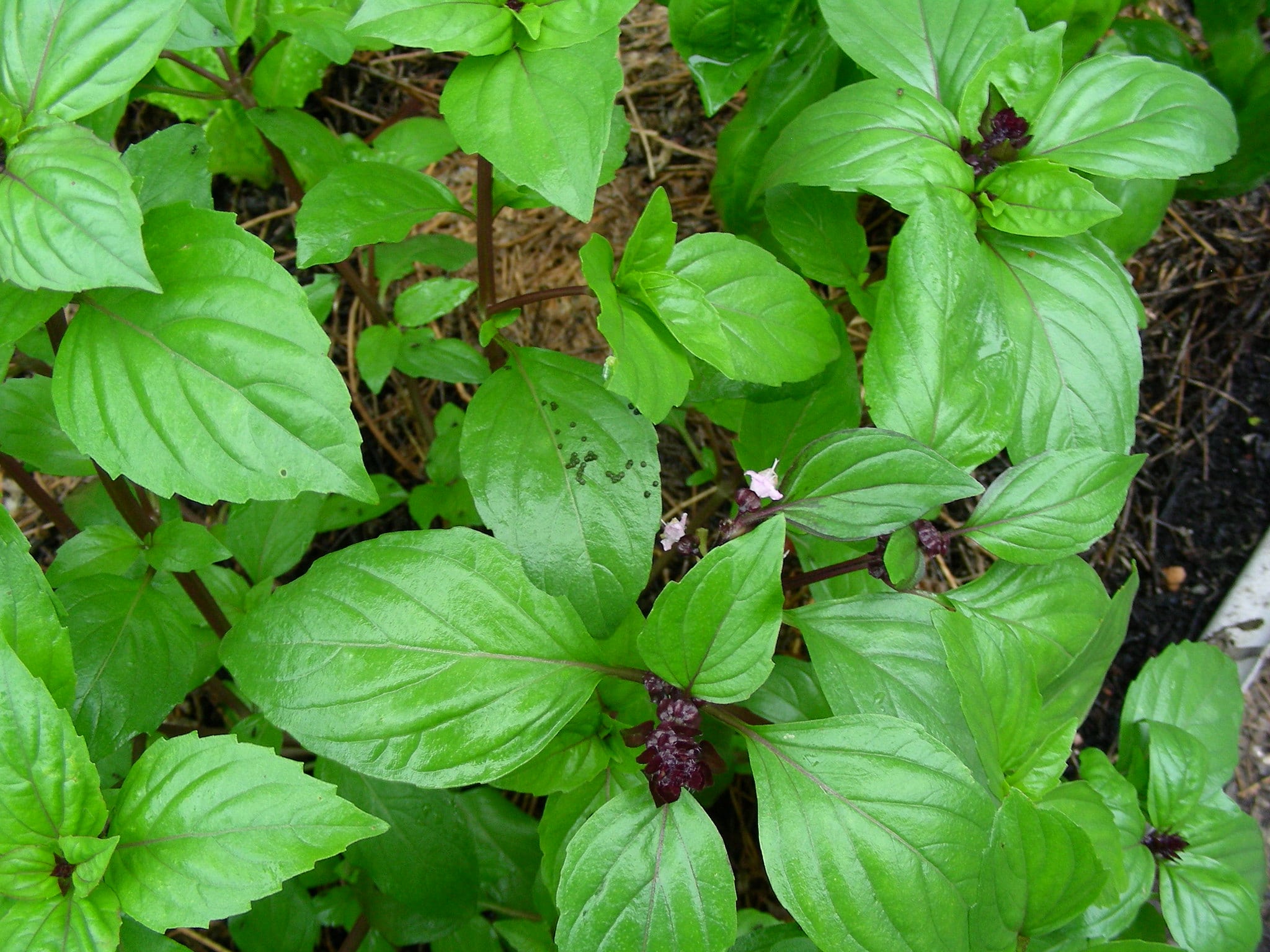 Thai Basil Live Plants – 10-Inch Bareroot, Hung Que (Ocimum basilicum var. thyrsiflora), Anise Scented Herb for Cooking, Pho, Garden