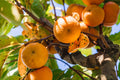 Fuyu Persimmon Tree – 1 Bareroot Non-Astringent Fruit Tree for Home Orchard – Diospyros kaki