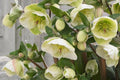 Hellebore ‘First Dance’ (Helleborus x hybridus) – Established Gallon Size, Healthy Roots & Foliage, Lenten Rose Perennial