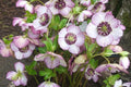 Hellebore ‘French Kiss’ Perennial – Double White Pink Veined Flowers, Gal Size, Shade Garden, Hardy Lenten Rose, Helleborus x hybridus