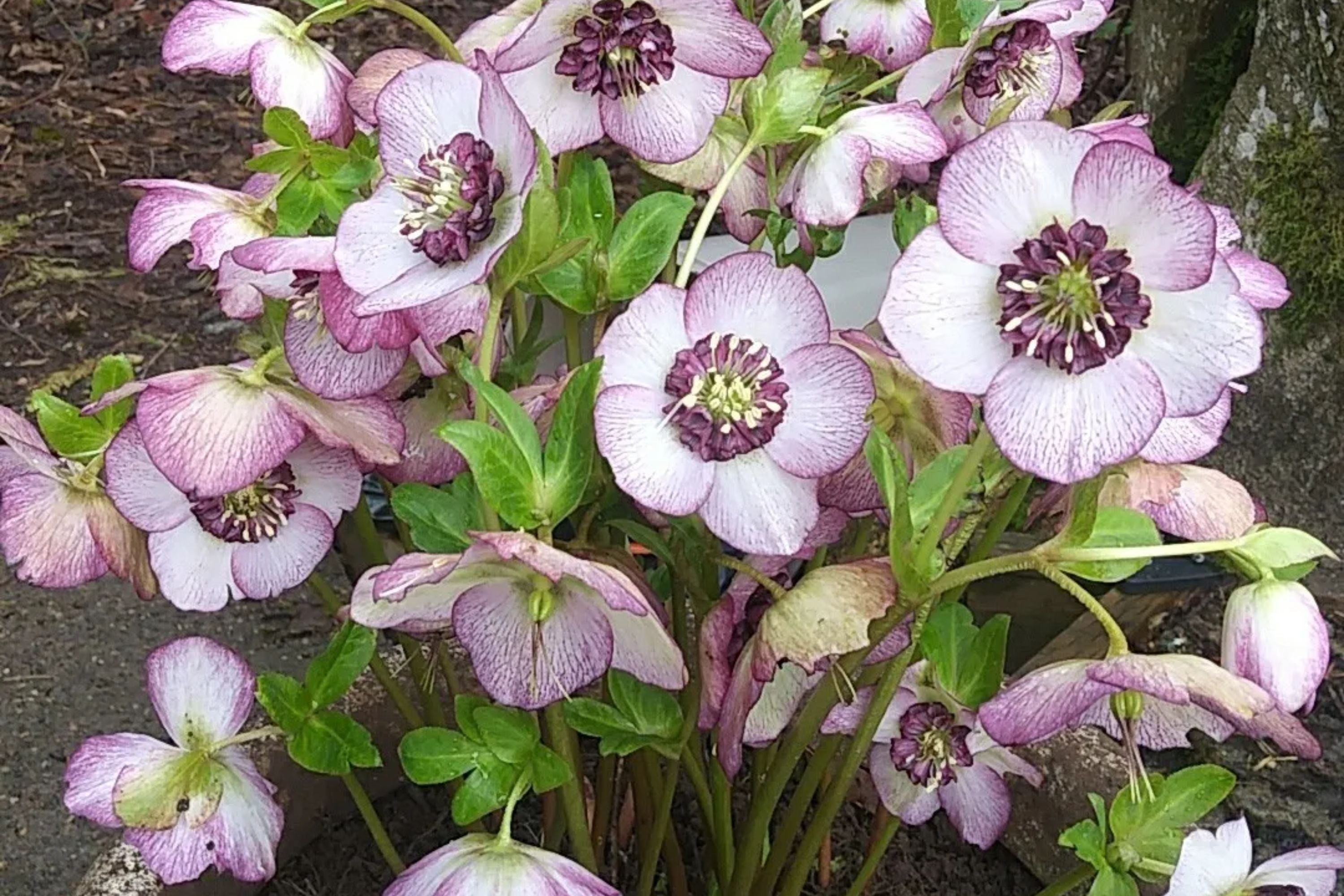 Hellebore ‘French Kiss’ Perennial – Double White Pink Veined Flowers, Gal Size, Shade Garden, Hardy Lenten Rose, Helleborus x hybridus