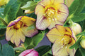 Hellebore ‘Tropical Sunset’ Perennial – Wedding Party® Series, Established Gal Size, Double Golden-Yellow Blooms, Shade Garden Plant