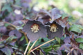 Hellebore ‘Black Tie’ Perennial – Established Gal Size Winter Blooming Lenten Rose Helleborus x hybridus
