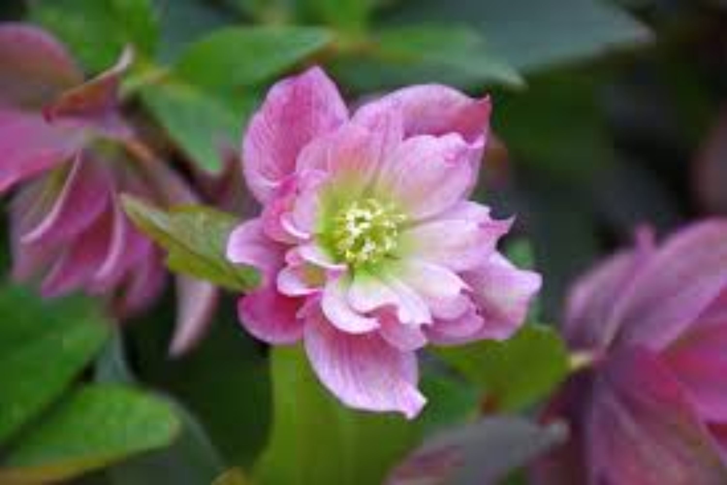 Hellebore ‘Maid of Honor’ Gal Size Perennial with Double Pink Flowers Helleborus x hybridus, Shade Garden Plant