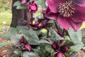 Hellebore ‘Brunello’ (Helleborus x hybridus) – Established Gal Size, Burgundy Double Flowers, Shade Perennial