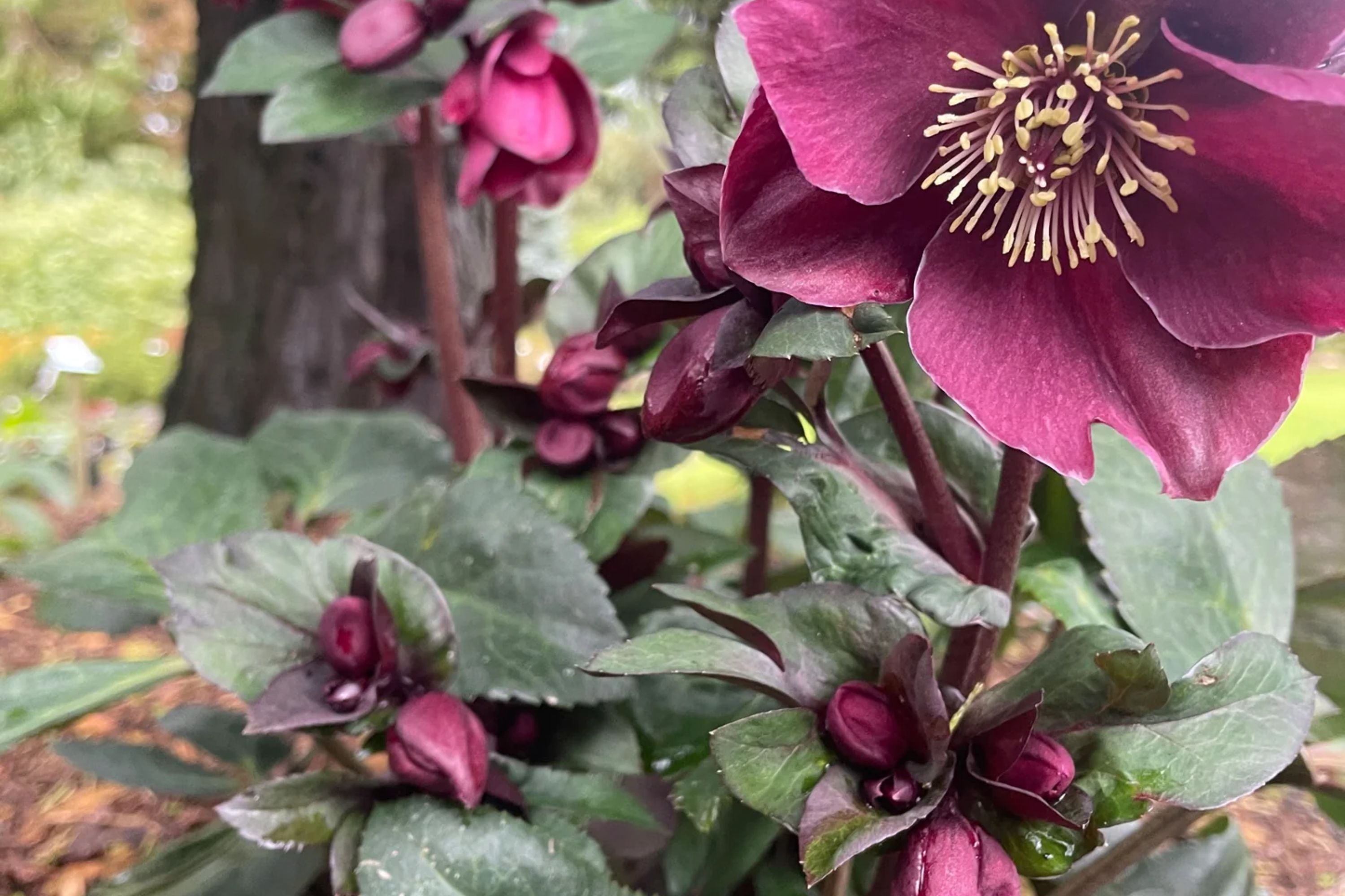 Hellebore ‘Brunello’ (Helleborus x hybridus) – Established Gal Size, Burgundy Double Flowers, Shade Perennial