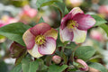 Hellebore ‘Dark Picotee’ (Helleborus x hybridus) – Established Gal Size, Shade Garden Perennial, Lenten Rose, Double Blooms