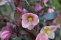 Hellebore ‘Frosty Rose’ (Helleborus x hybridus) – Gal Size Shade Perennial with Healthy Roots