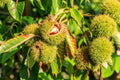 Chinese Chestnut Tree - 1 Live Bareroot Tree up to 2ft - Castanea mollissima Edible Nut Tree
