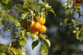 Yellow Plum Tree – Live Rooted Tree up to 2ft Tall, Bareroot, Prunus domestica, Golden Fruit, Home Orchard, Fruit Tree for Garden