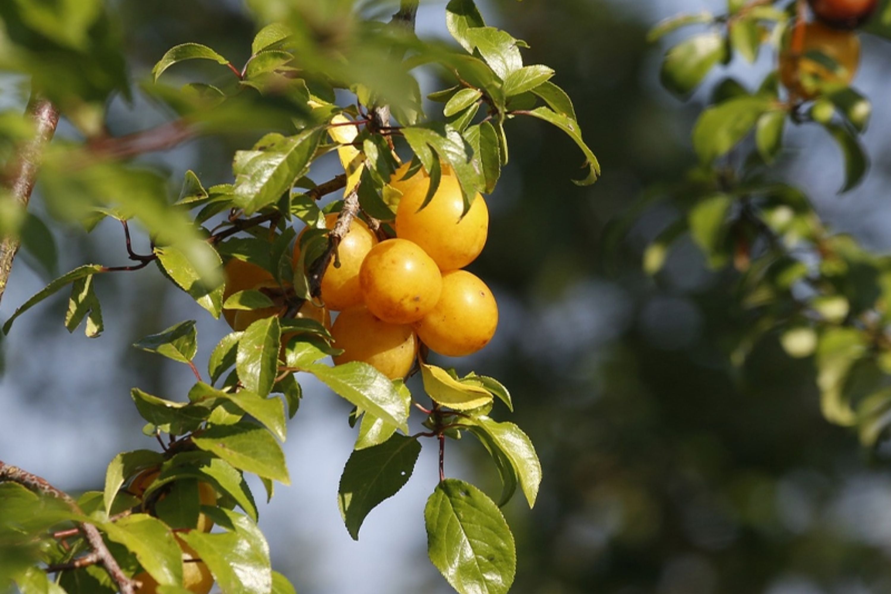 Yellow Plum Tree – Live Rooted Tree up to 2ft Tall, Bareroot, Prunus domestica, Golden Fruit, Home Orchard, Fruit Tree for Garden