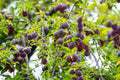 Santa Rosa Plum Tree - 1 Live Bareroot Plant up to 2ft - Prunus salicina Sweet Juicy Fruit Tree