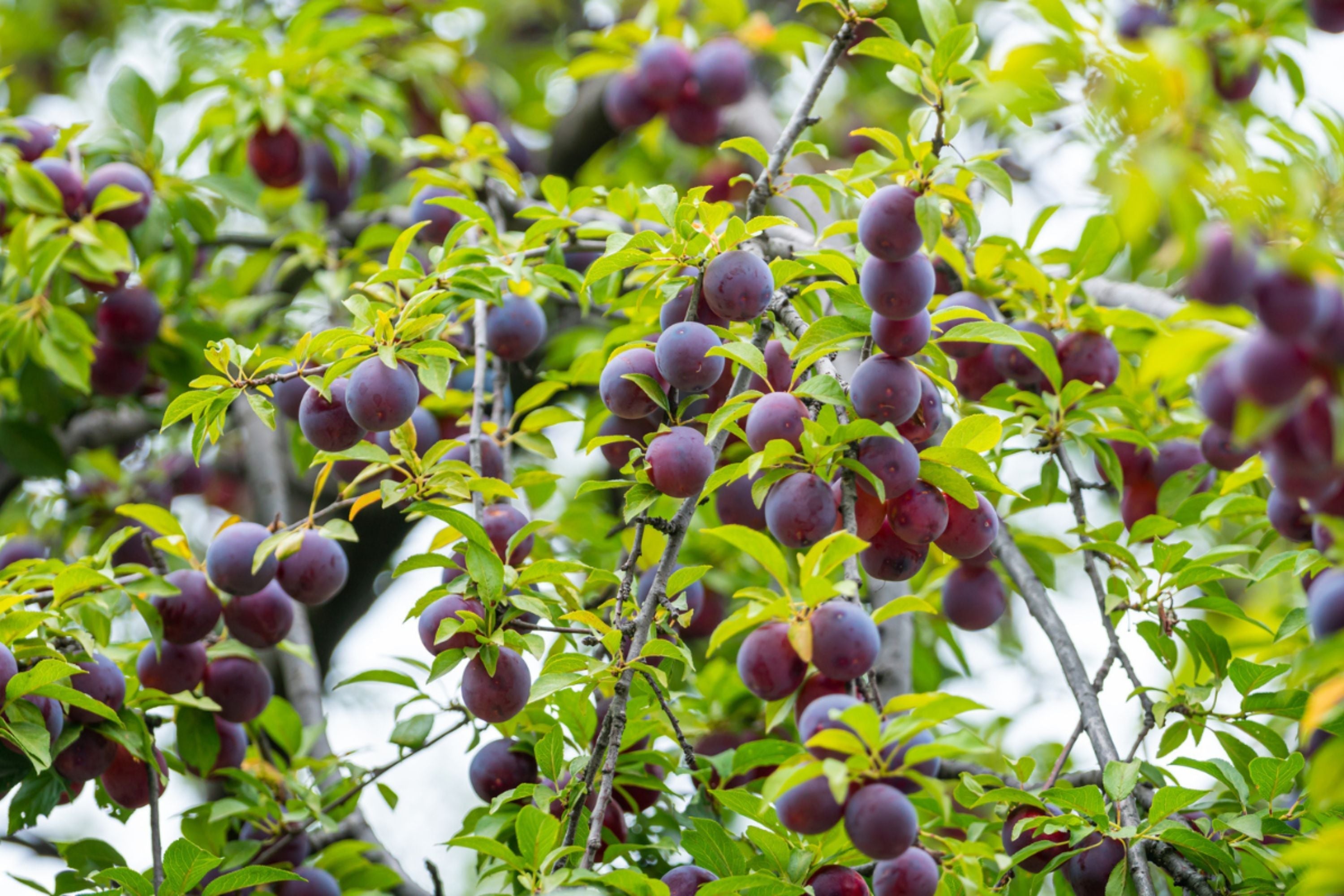 Santa Rosa Plum Tree - 1 Live Bareroot Plant up to 2ft - Prunus salicina Sweet Juicy Fruit Tree