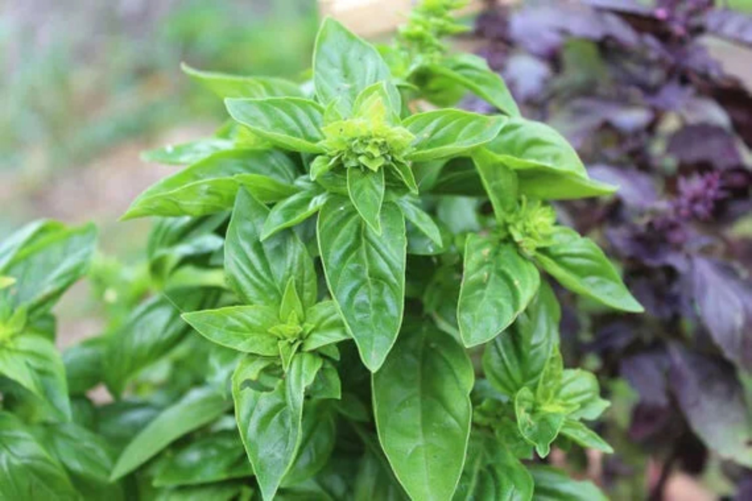 Sweet Italian Basil Live Plant – Multiple Rooted Bundles, Organic Herb for Cooking, Pesto, Garden, Indoor & Outdoor Growing, Ocimum basilicum