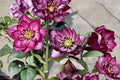 Hellebore ‘Whirlwind Romance’ Gal Size Perennial with Pink Double Flowers, Helleborus x hybridus, Shade Garden Plant