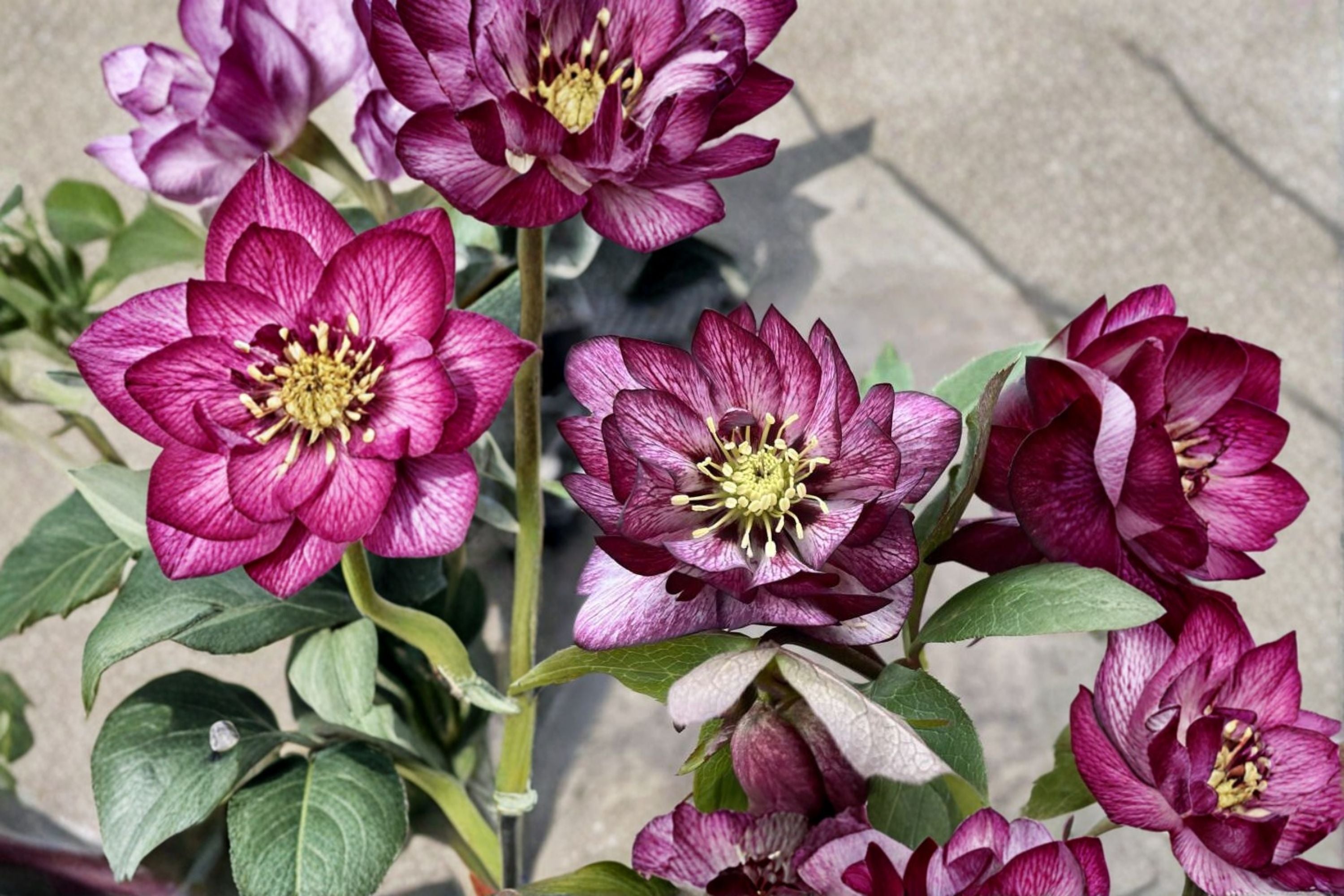 Hellebore ‘Whirlwind Romance’ Gal Size Perennial with Pink Double Flowers, Helleborus x hybridus, Shade Garden Plant