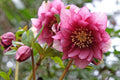 Hellebore ‘Maid of Honor’ Gal Size Perennial with Double Pink Flowers, Helleborus x hybridus, Shade-Loving, Cold-Hardy, Low Maintenance