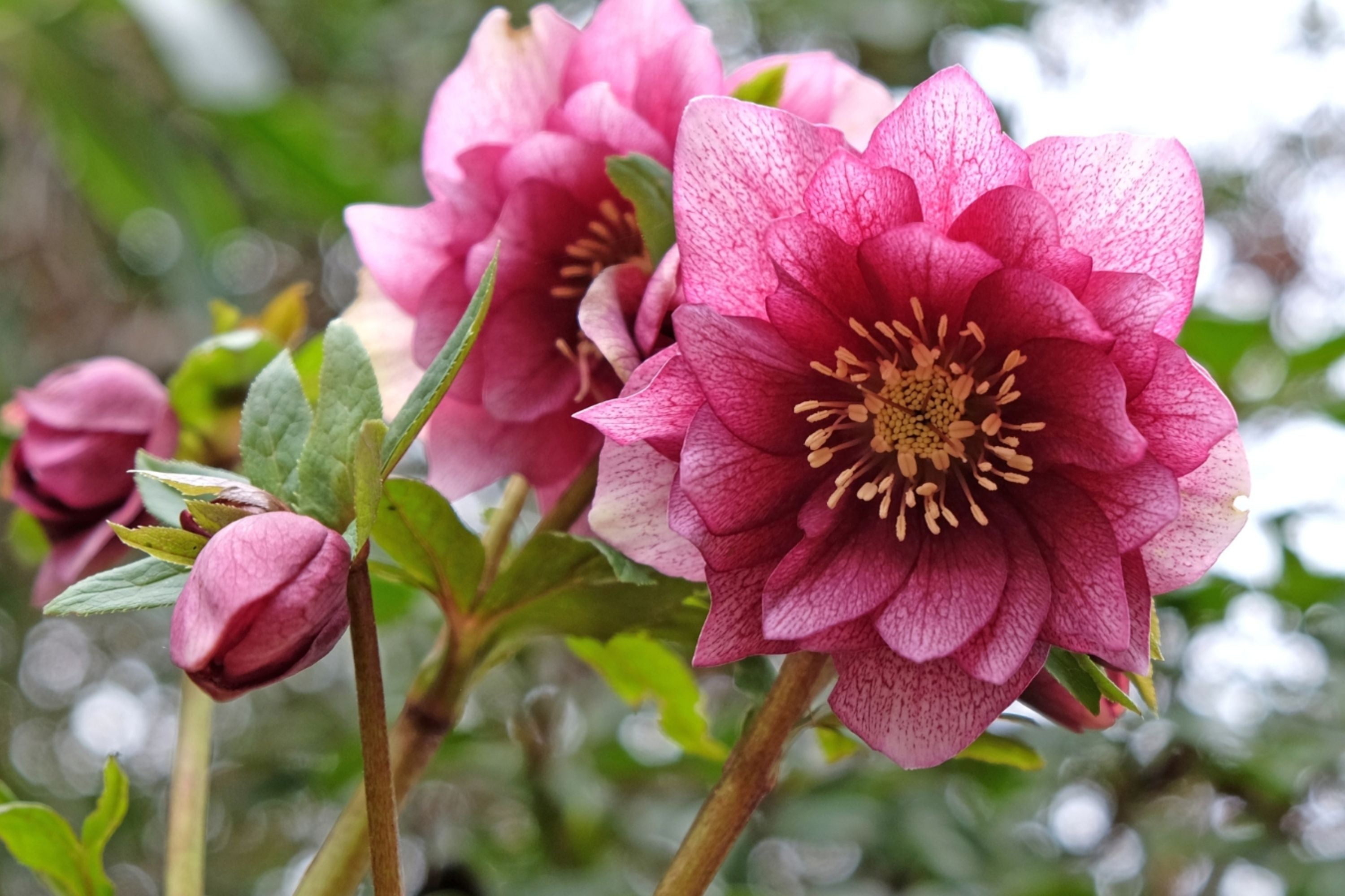 Hellebore ‘Maid of Honor’ Gal Size Perennial with Double Pink Flowers, Helleborus x hybridus, Shade-Loving, Cold-Hardy, Low Maintenance
