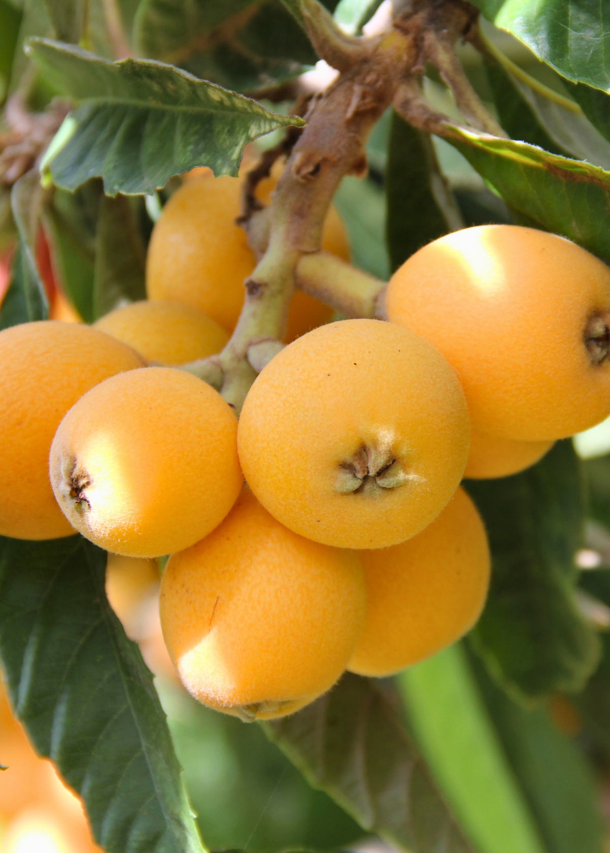 Loquat 'Big Jim' Seedling