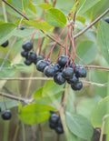 Black Chokeberry Plant Bare Root – 2ft Tall Aronia melanocarpa Edible Berries, Wildlife, Native Shrub