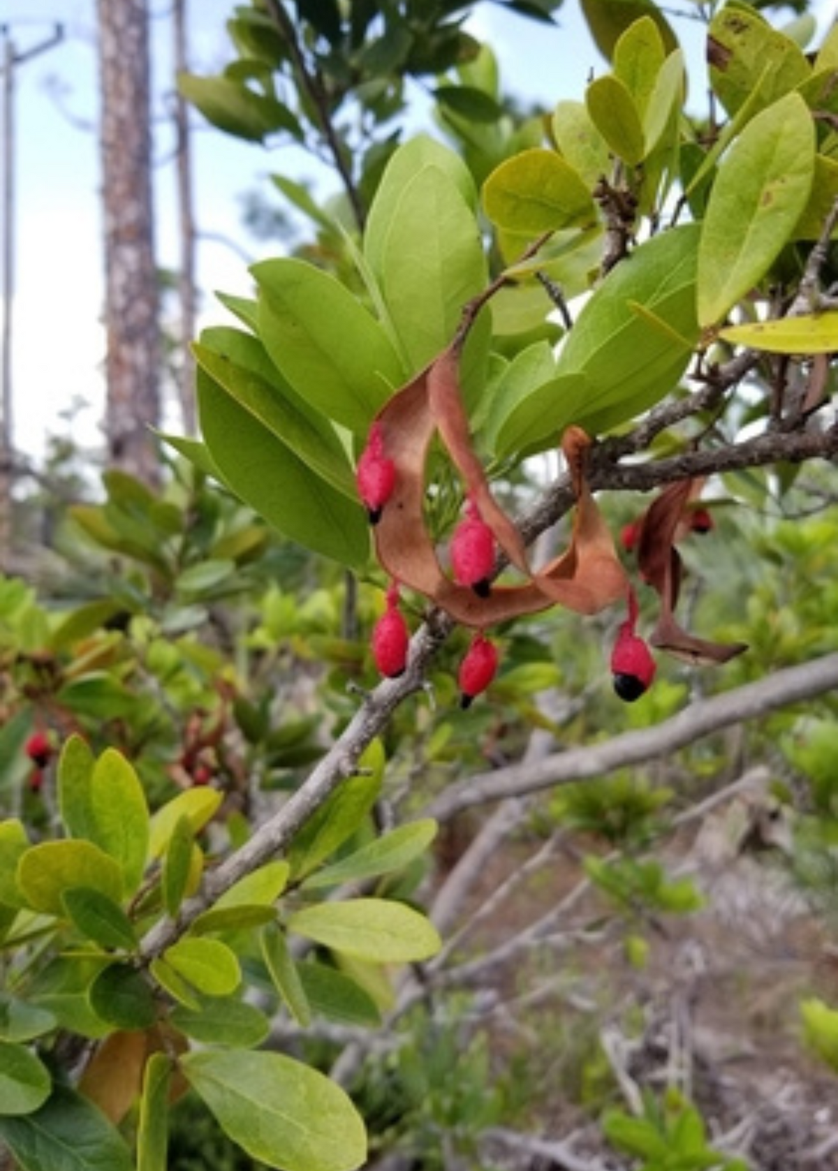 Black Bead (Pithecellobium keyense)