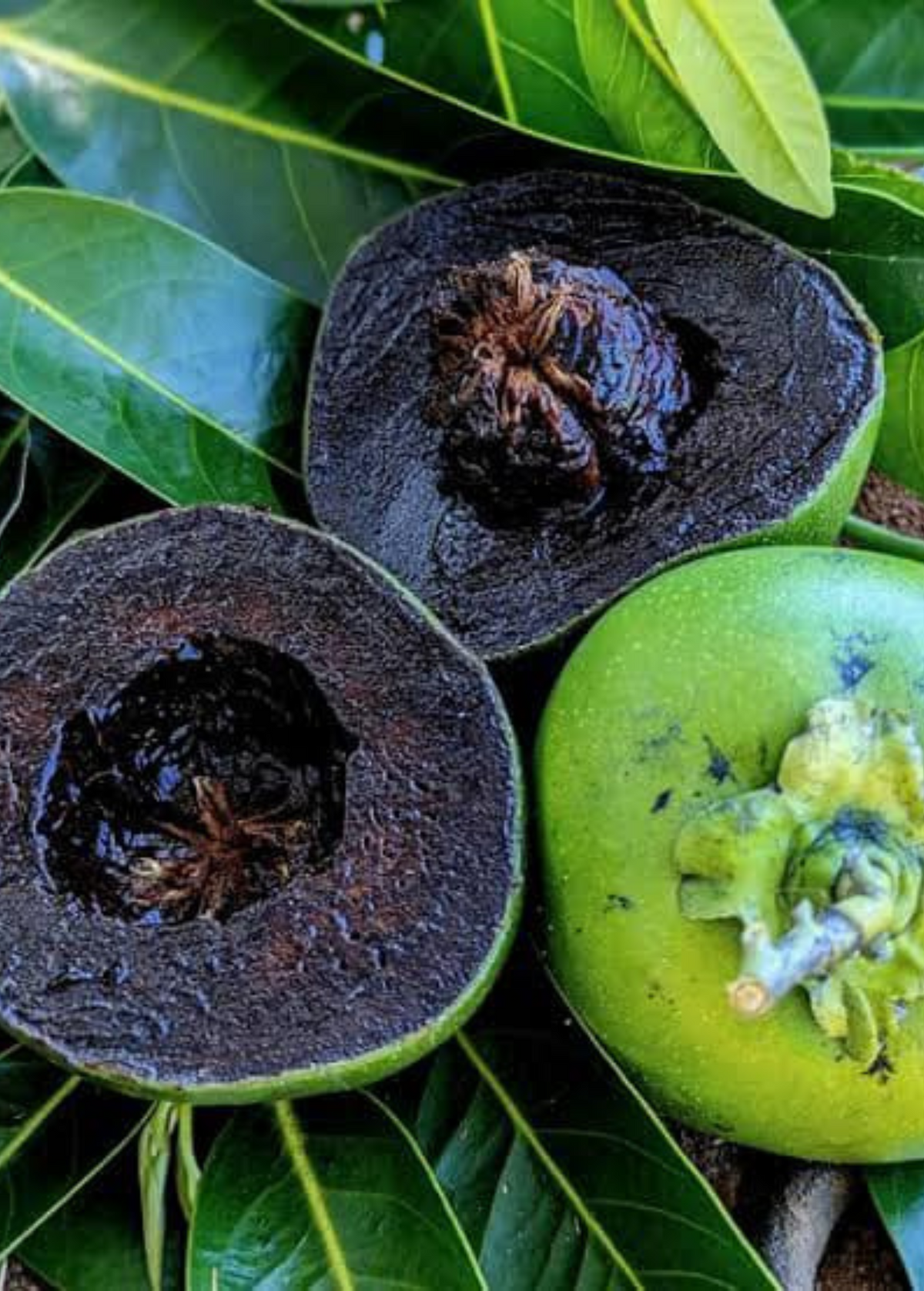 Black Sapote ‘Maher' (Diospyros digyna 'Maher')