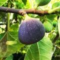 Black Jack Fig Tree Cuttings Unrooted – Ficus carica Large Sweet Purple Figs Propagation Grafting