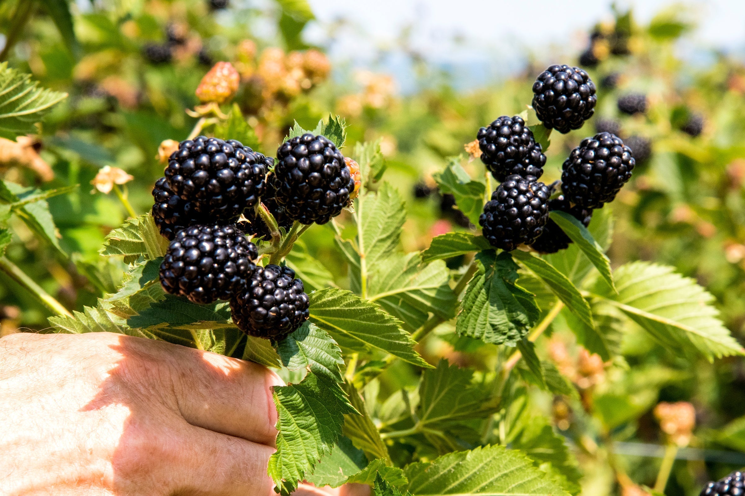 2 Ponca Thornless Blackberry Plants | Rubus Hybrid Bare Root Bushes for Early Sweet Berries