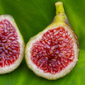 Blava Campanera Fig Cutting - Unrooted 8"+, 3+ Nodes, Rare Spanish Ficus carica, Dark Purple Fig Tree for Propagation or Grafting