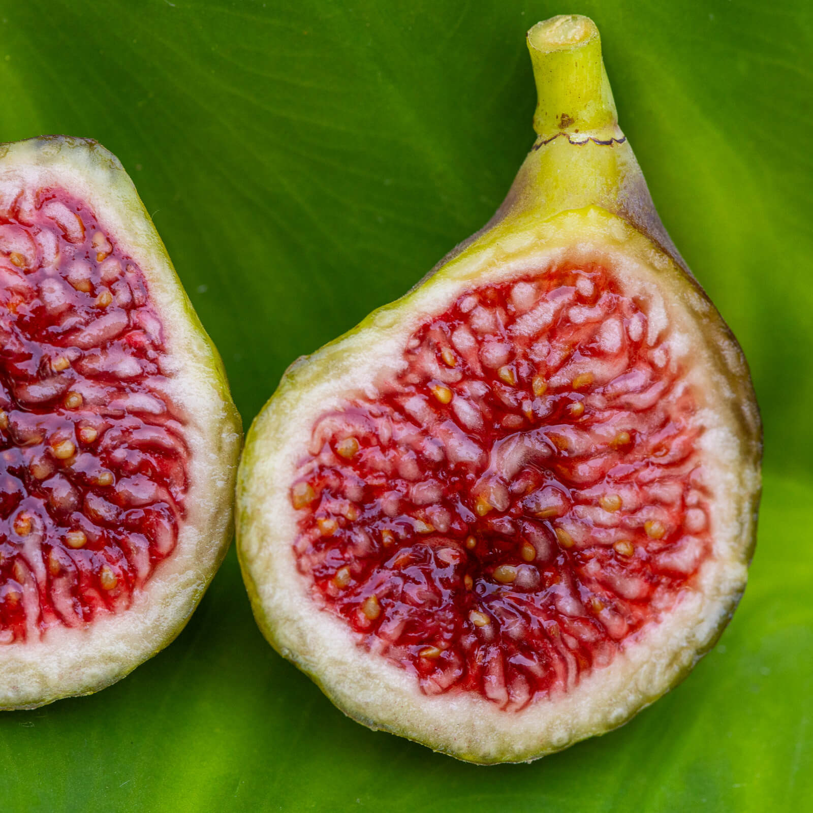 Blava Campanera Fig Cutting - Unrooted 8"+, 3+ Nodes, Rare Spanish Ficus carica, Dark Purple Fig Tree for Propagation or Grafting