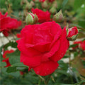 Super Rare Climbing Rose Cuttings Set of 3 – Rosa ‘Blaze’ Red Climbing Rose for Rooting & Grafting