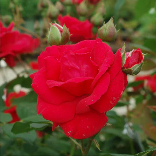 Super Rare Climbing Rose Cuttings Set of 3 – Rosa ‘Blaze’ Red Climbing Rose for Rooting & Grafting