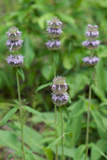 Blephilia ciliata Seeds – Downy Wood Mint Native Wildflower for Pollinators, Perennial, Lavender to Purple, 300 Seeds