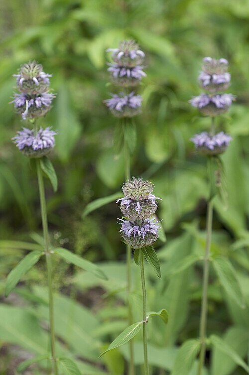 Blephilia ciliata Seeds – Downy Wood Mint Native Wildflower for Pollinators, Perennial, Lavender to Purple, 300 Seeds