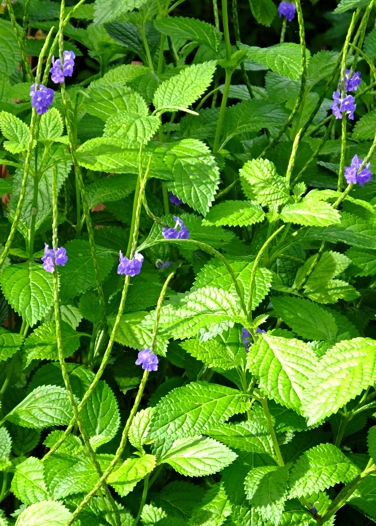Blue Porterweed (Stachytarpheta jamaicensis)