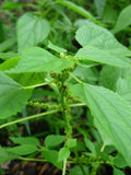 Boehmeria cylindrica Seeds – Smallspike False Nettle Native Wetland Plant for Wildlife Habitat, Rain Gardens, Restoration, 100 Seeds