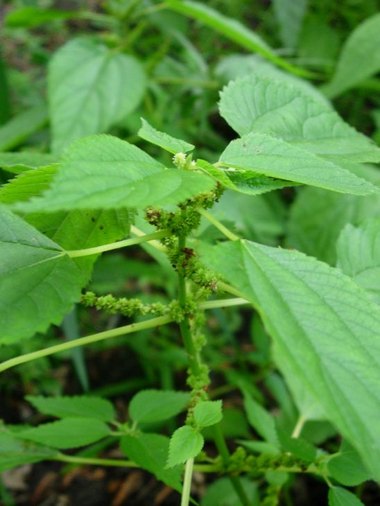 Boehmeria cylindrica Seeds – Smallspike False Nettle Native Wetland Plant for Wildlife Habitat, Rain Gardens, Restoration, 100 Seeds