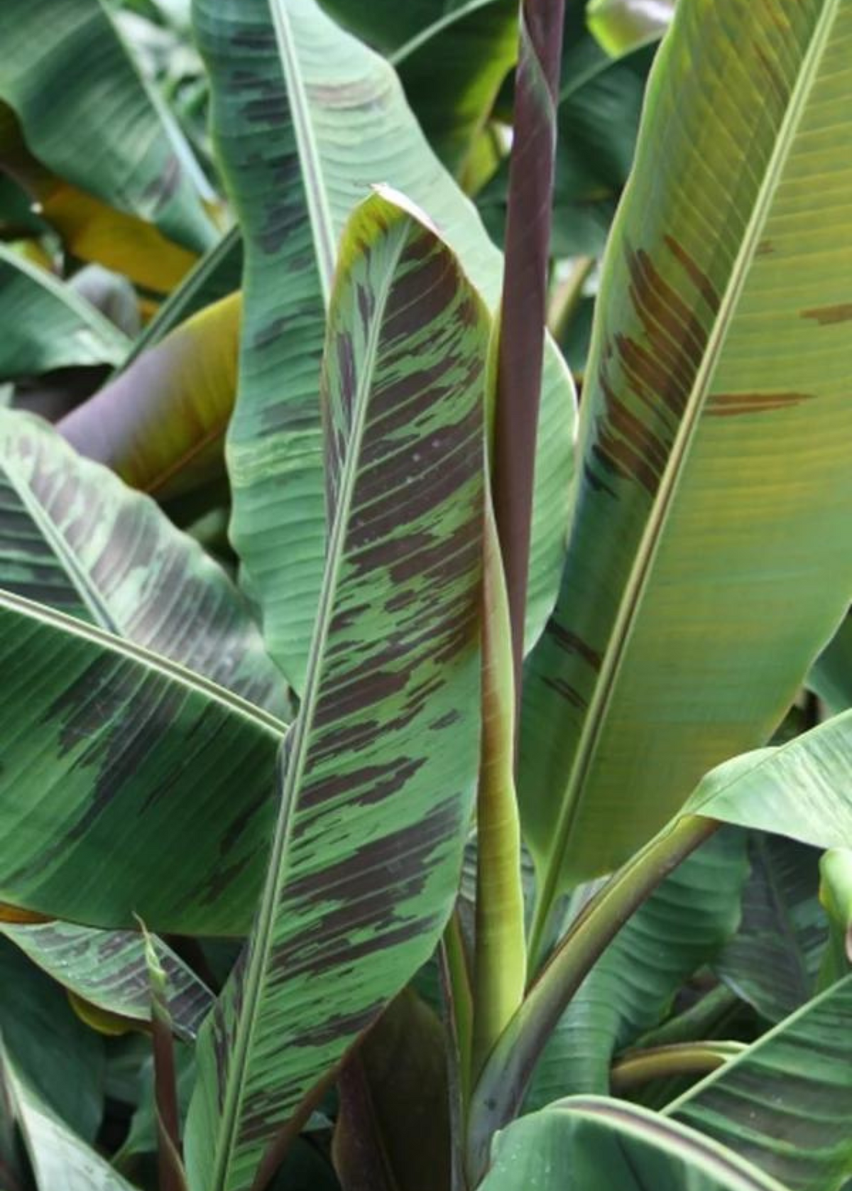 Banana 'Bordelon' (Musa)