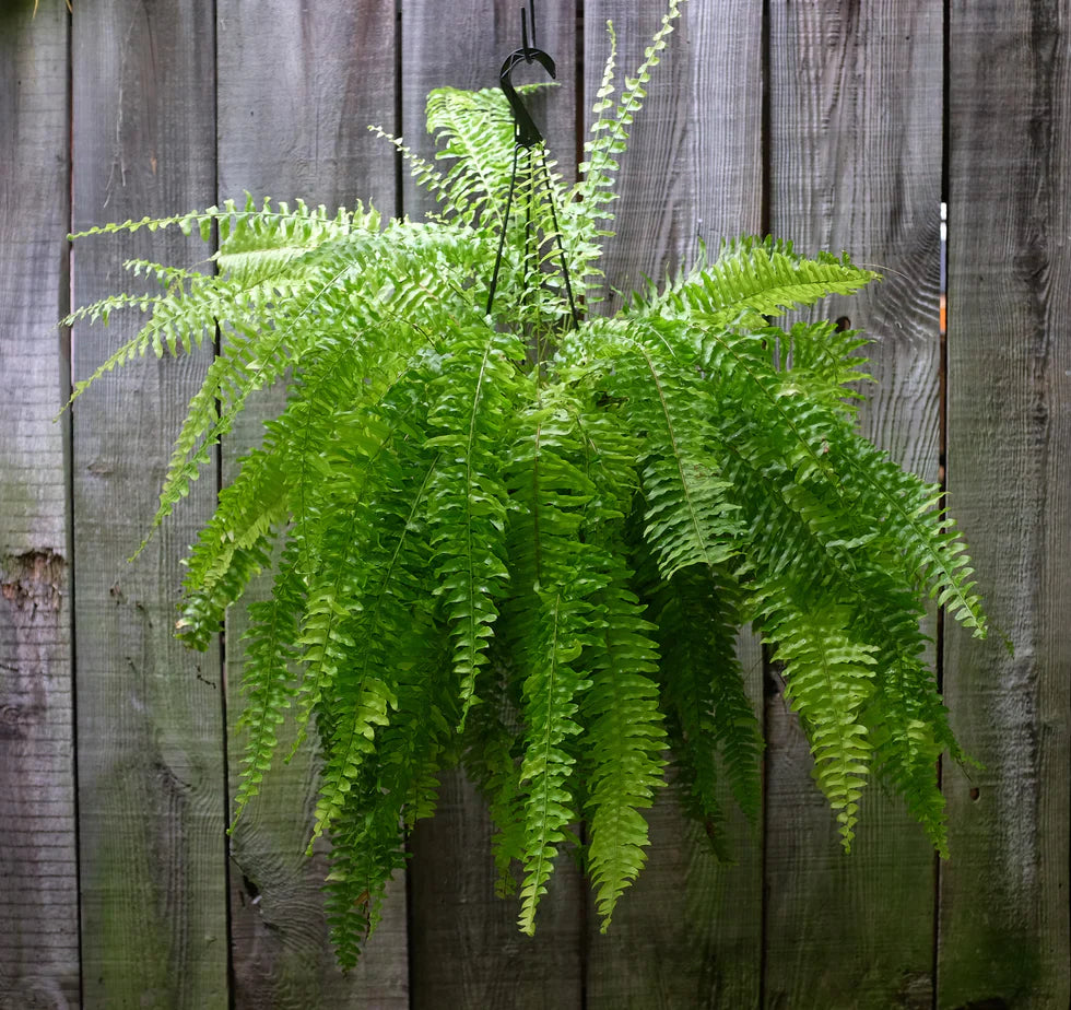 4 Boston Fern Live Plants 8 Inch Tall | Indoor Outdoor Air-Purifying Nephrolepis exaltata by Costa Farms
