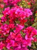 Bougainvillea Fuchsia Pink Live Cuttings – 6" Unrooted Vining Shrub for Garden, Fence, or Bonsai, Tropical Plant