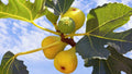 Yellow Long Neck Fig Tree | Ficus carica | Bare Root Live Plant for Garden or Container